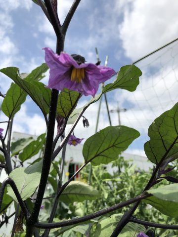 茄子の花