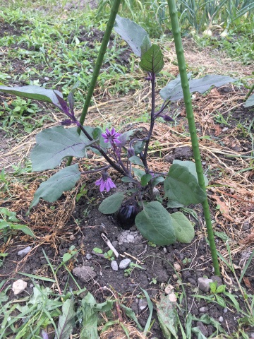 剪定とスイカなどの植え付け