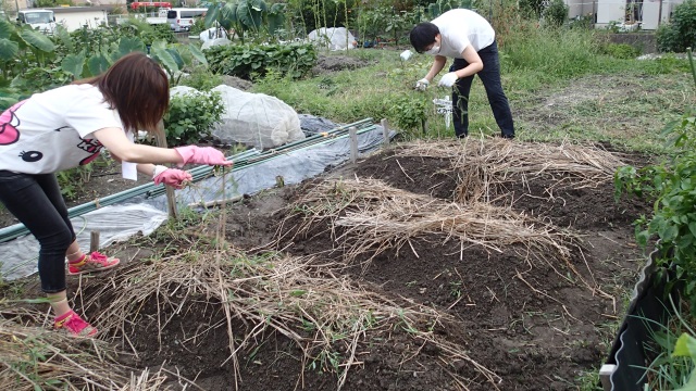 冬野菜のための土づくり