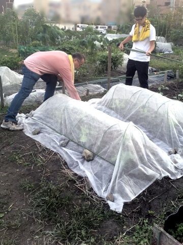 冬野菜の収穫に向けて