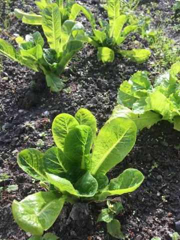冬野菜順調に育成中！
