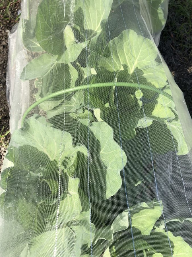 追肥と青虫と青野菜