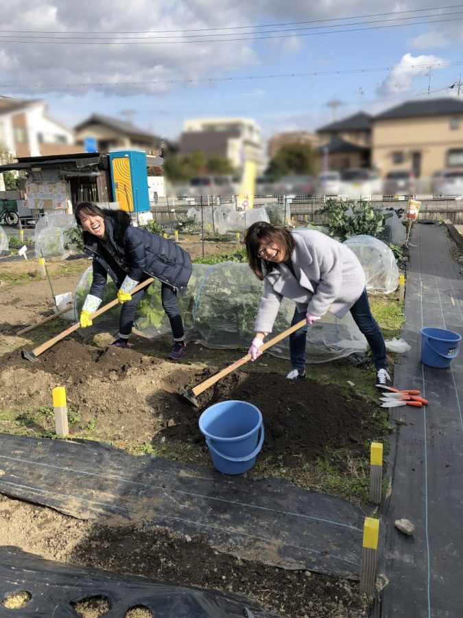 葉物野菜を色々植付けました。