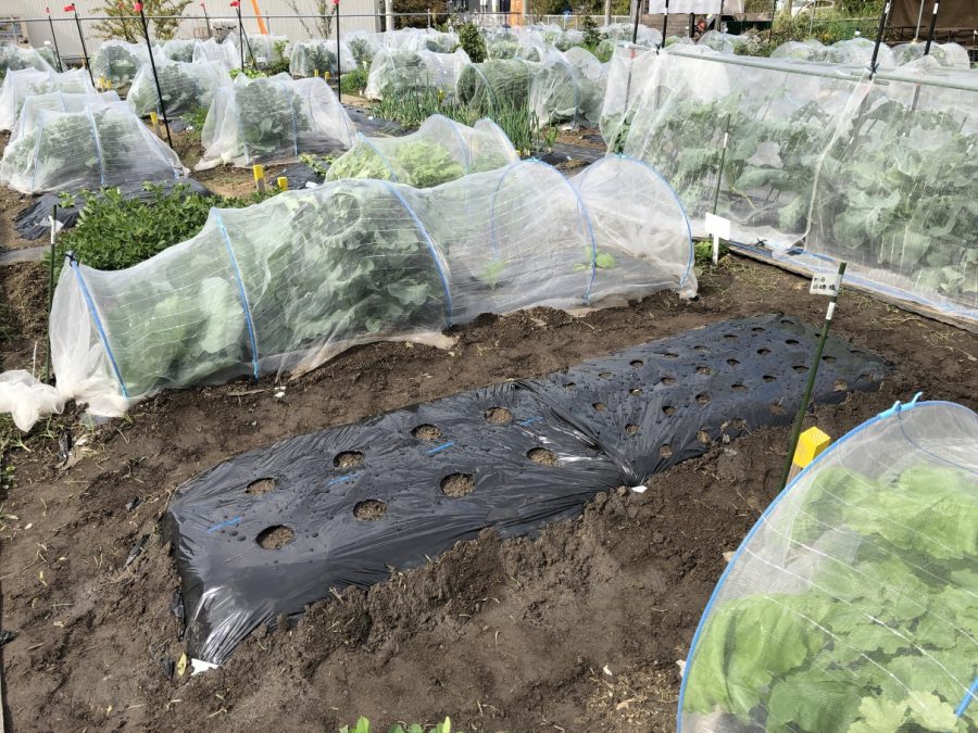 茄子、ピーマン、トマト等の夏野菜が終え、秋冬に収穫する野菜を植付けました。