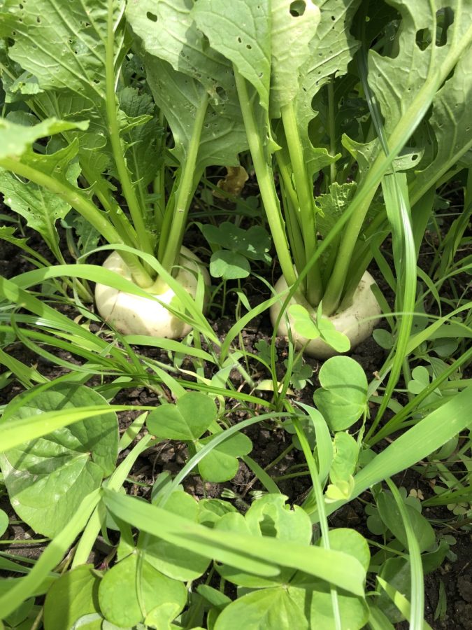 野菜たちは頑張ってます！